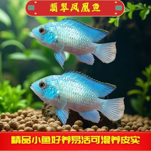 翡翠鳳凰魚的圖片