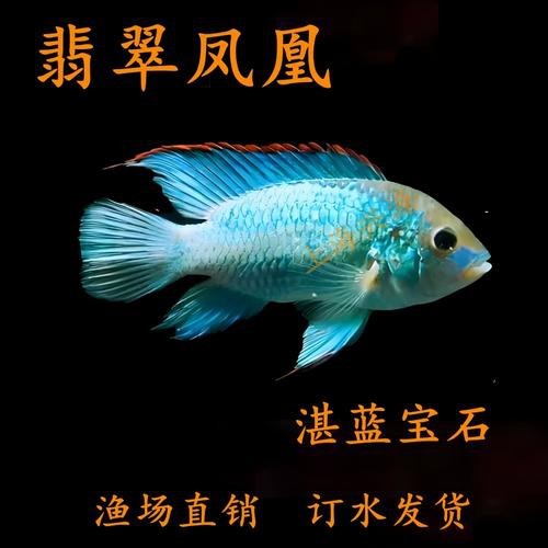 翡翠鳳凰魚的圖片