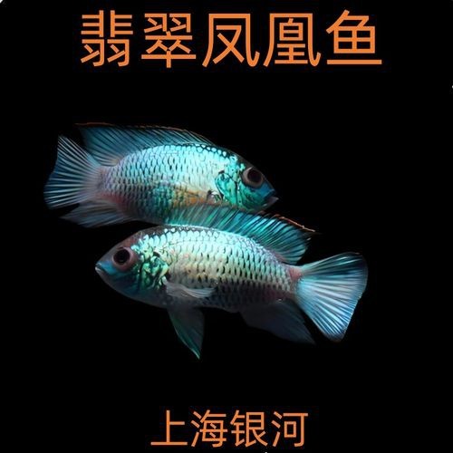 翡翠鳳凰魚的圖片