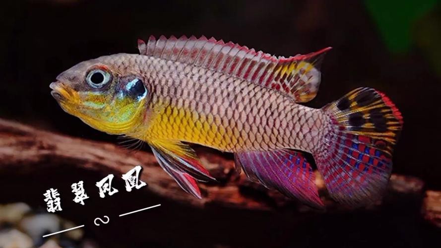 翡翠鳳凰魚的圖片