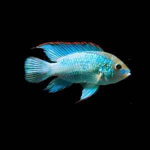 翡翠鳳凰魚的圖片