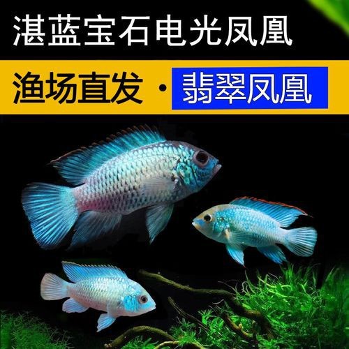 翡翠鳳凰魚的圖片