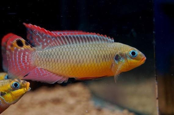 翡翠鳳凰魚的圖片