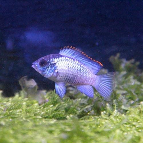 翡翠鳳凰魚的圖片