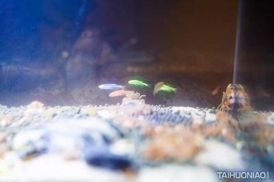 小佩魚缸測評：小佩起源紀智能魚缸mini