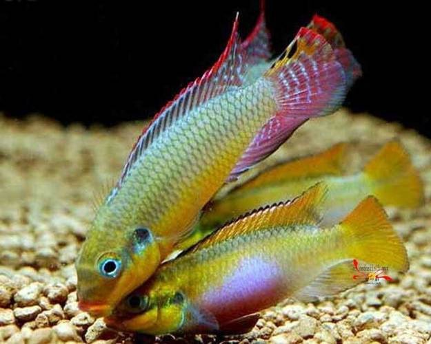翡翠鳳凰魚的圖片
