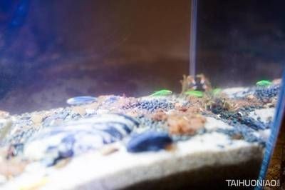 小佩魚缸測評：小佩起源紀智能魚缸mini