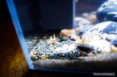 小佩魚缸測評：小佩起源紀智能魚缸mini