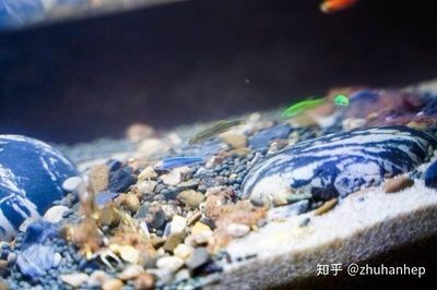 小佩魚缸測評：小佩起源紀智能魚缸mini