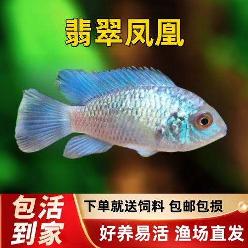 翡翠鳳凰魚的圖片