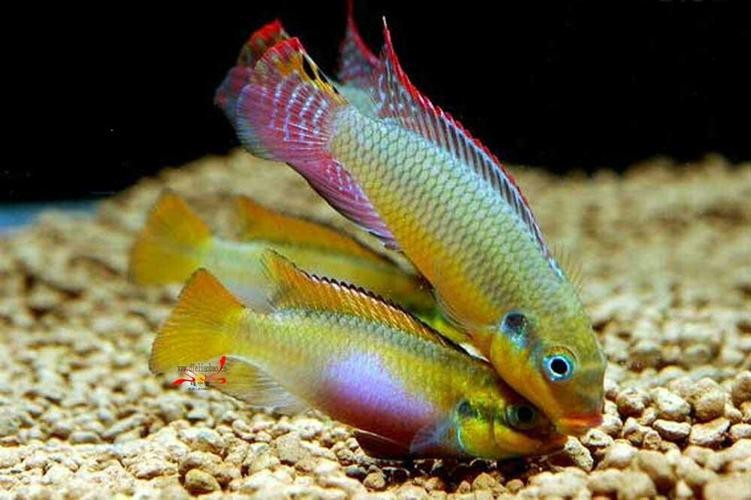 翡翠鳳凰魚的圖片