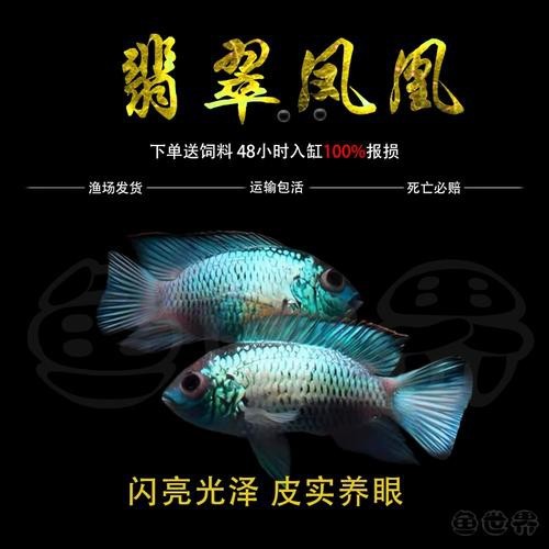 翡翠鳳凰魚的圖片