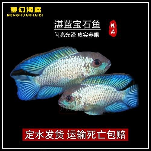 翡翠鳳凰魚的圖片