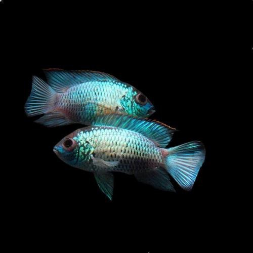 翡翠鳳凰魚的圖片