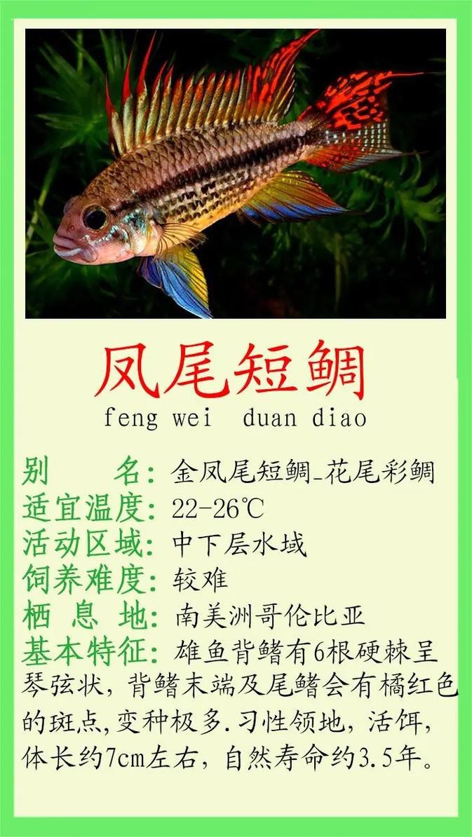 翡翠鳳凰魚的圖片