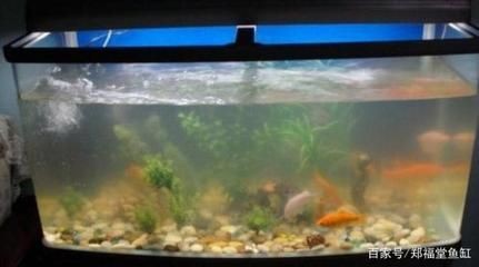 魚缸水發(fā)白霧蒙蒙的怎么解決（魚缸水發(fā)白霧蒙蒙怎么解決魚缸水發(fā)白霧蒙蒙的問題）