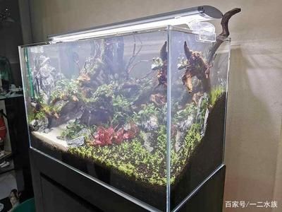 魚缸水發(fā)白霧蒙蒙的怎么解決（魚缸水發(fā)白霧蒙蒙怎么解決魚缸水發(fā)白霧蒙蒙的問題）