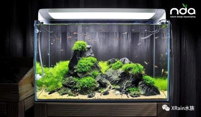 草缸和魚缸的區(qū)別：如何選擇適合的水族箱