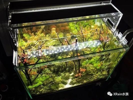 草缸和魚缸的區(qū)別：如何選擇適合的水族箱