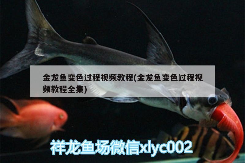 廣州芳村花鳥批發(fā)市場營業(yè)時間電話號碼已成為世界最<strong><mark>大同</mark></strong>類市場，廣州市芳村花鳥批發(fā)市場