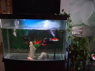 廣州二手魚缸價格趨勢分析二手魚缸價格趨勢分析：二手魚缸價格趨勢分析二手魚缸價格趨勢分析