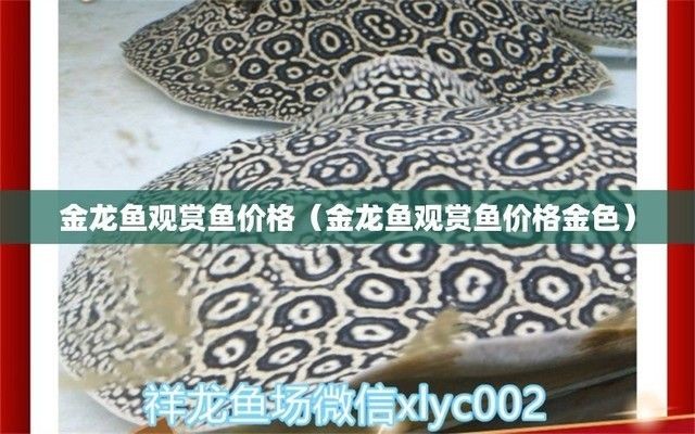 金龍魚觀賞魚價格金色(金龍魚與其他觀賞魚對比,金龍魚市場價格波動原因) 龍魚百科 第2張 金龍魚觀賞魚價格金色(金龍魚與其他觀賞魚對比,金龍魚市場價格波動原因) 金龍魚觀賞魚價格金色(金龍魚與其他觀賞魚對比,金龍魚市場價格波動原因) 龍魚百科 第2張