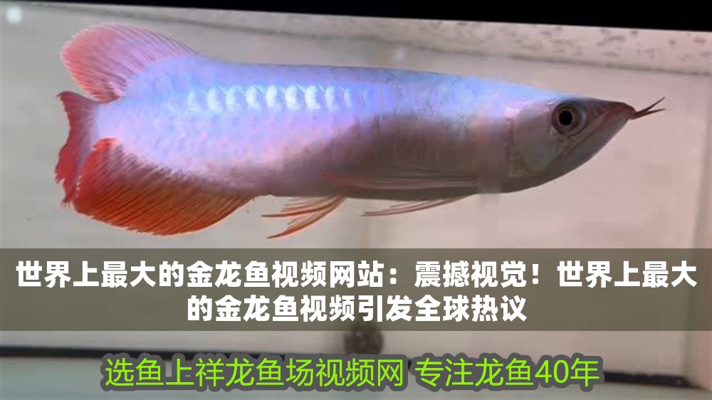 世界上最大的金龍魚視頻網(wǎng)站：震撼視覺！世界上最大的金龍魚視頻引發(fā)全球熱議