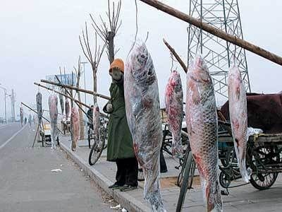 世界上最貴的龍魚排名前十的列表：雪龍,-,：世界上最貴的龍魚排名前十 世界上最貴的龍魚排名前十的列表：雪龍,-,：世界上最貴的龍魚排名前十 龍魚百科 第3張