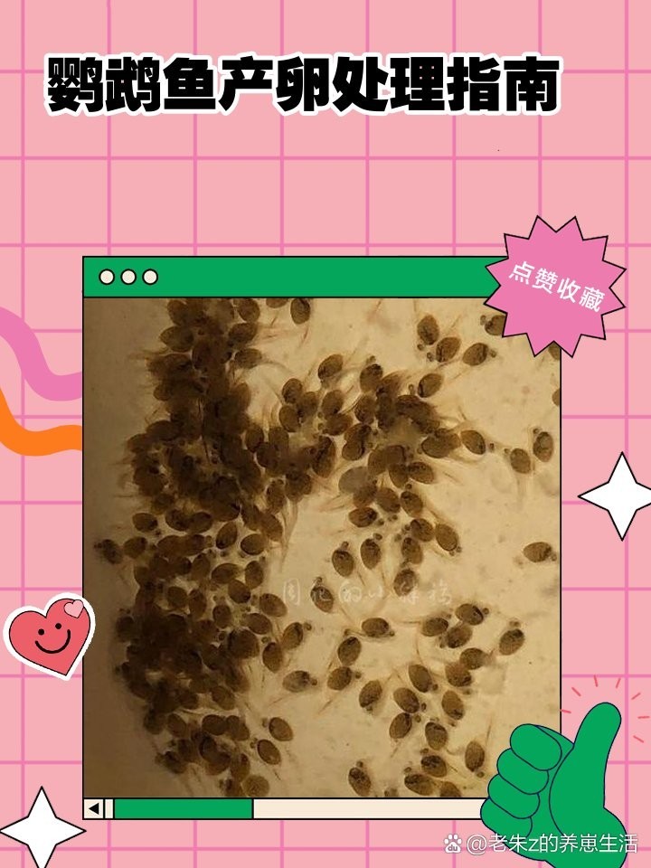 雄魚含卵期間需要特殊照顧嗎？ 雄魚含卵期間需要特殊照顧嗎？ 龍魚百科 第4張