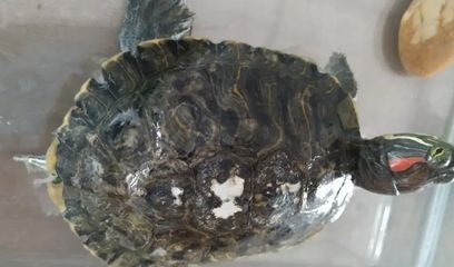 魚缸pH值異常的后果：如何快速調(diào)整魚缸ph值