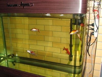 魚缸pH值異常的后果：如何快速調(diào)整魚缸ph值