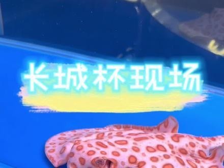 長城杯觀賞魚比賽2024年 2025長城杯龍魚大賽 第3張 長城杯觀賞魚比賽2024年 長城杯觀賞魚比賽2024年 2025長城杯龍魚大賽 第3張
