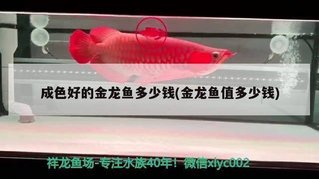 白化銀龍魚和雪龍魚的區別是什么圖片(白化紅龍魚)