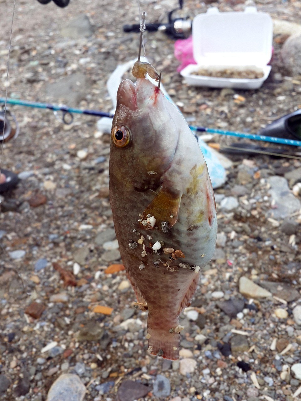 薩卡班巴魚 薩卡班巴魚 龍魚論壇