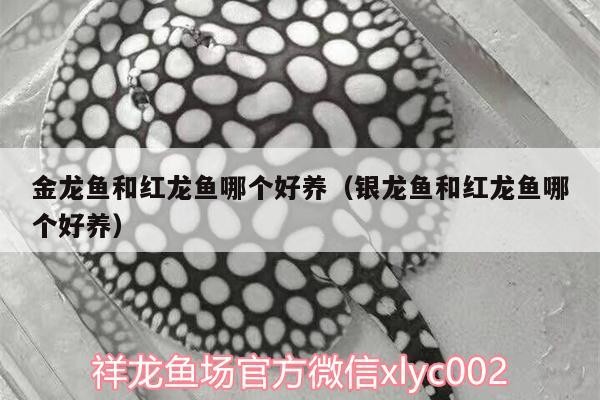 金龍魚和紅龍魚哪個好養(yǎng)（銀龍魚和紅龍魚哪個好養(yǎng)） 金龍魚和紅龍魚哪個好養(yǎng)（銀龍魚和紅龍魚哪個好養(yǎng)） 銀龍魚百科