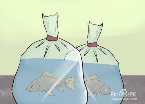 龍魚(yú)怎么打包郵寄：龍魚(yú)的運(yùn)輸和打包注意事項(xiàng)