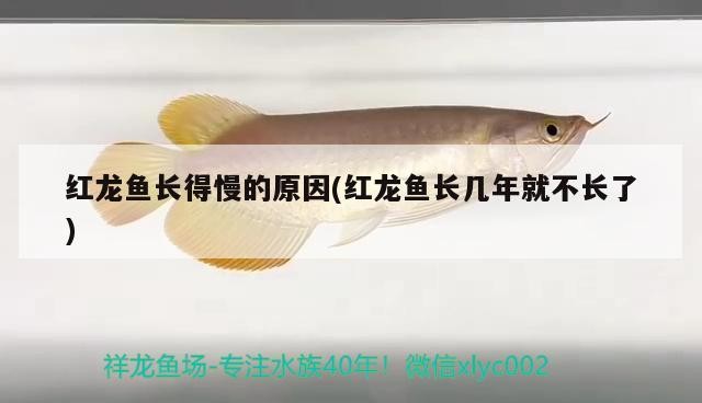 銀龍魚水溫多少（銀龍魚水溫多少合適養魚）