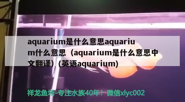銀龍魚水溫多少（銀龍魚水溫多少合適養魚）