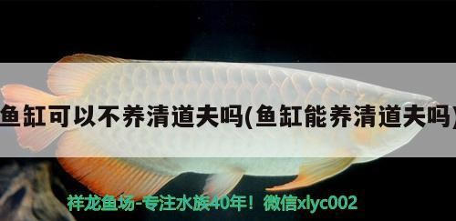 適合與銀龍魚混養的魚有哪些呢（能和銀龍魚一起養的魚有哪些_）