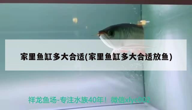 適合與銀龍魚混養的魚有哪些呢（能和銀龍魚一起養的魚有哪些_）