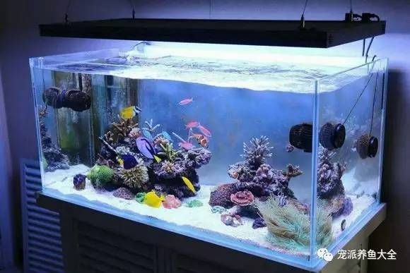 魚缸配套設(shè)備選購(gòu)指南：如何選擇魚缸配套設(shè)備