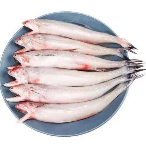 水龍魚是什么魚圖片欣賞