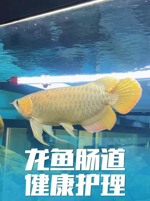 水龍魚是什么魚圖片欣賞