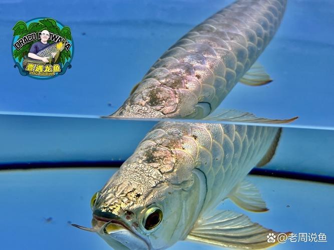 水龍魚是什么魚圖片欣賞