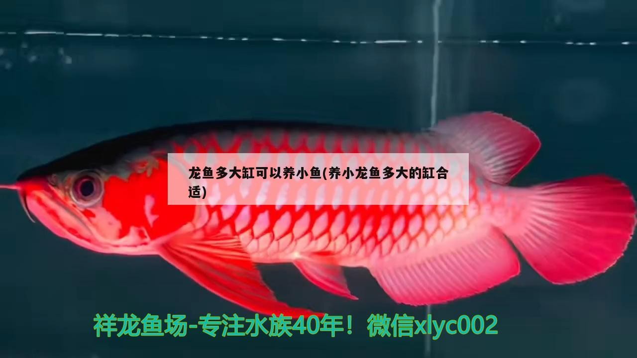 銀龍魚掉鱗片怎么回事啊視頻教程（銀龍魚鱗片有黑點怎么回事）