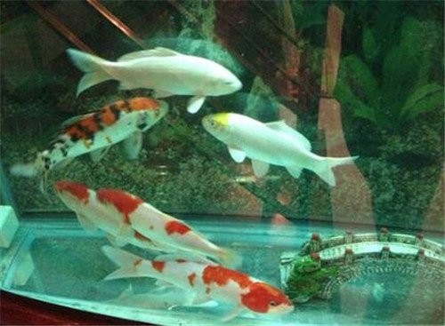 龍魚之家有哪些售后服務(wù) 2025長城杯龍魚大賽 第3張 龍魚之家有哪些售后服務(wù) 龍魚之家有哪些售后服務(wù) 2025長城杯龍魚大賽 第3張