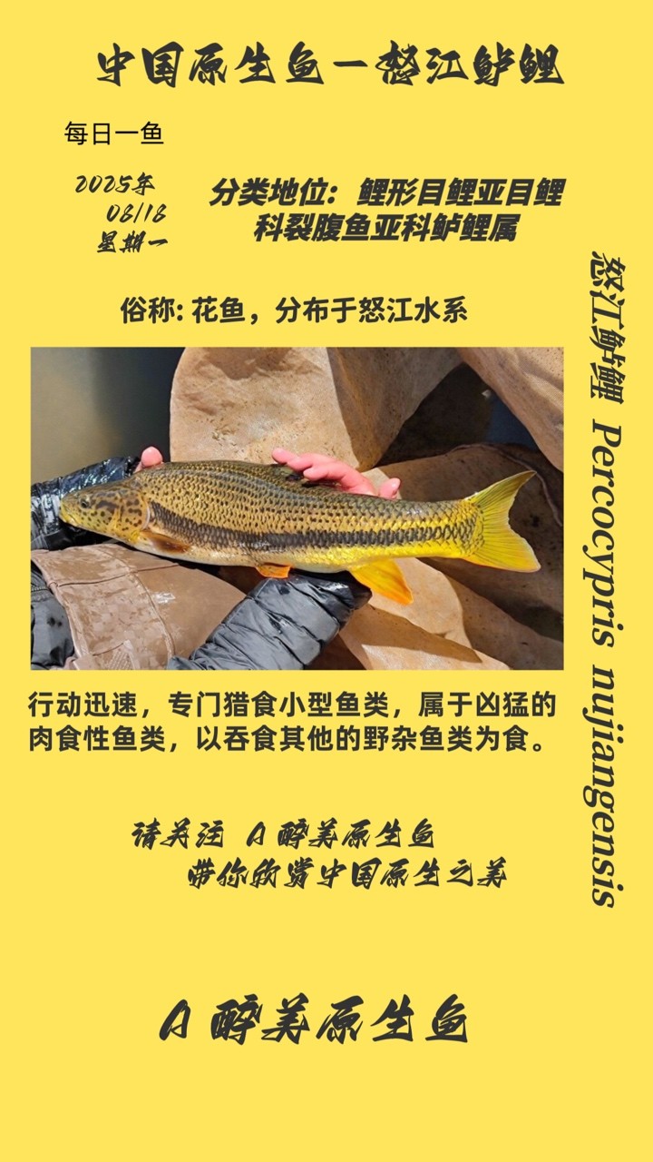 怒江鱸鯉 怒江鱸鯉 龍魚論壇