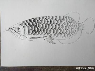 龍魚怎么畫一條魚：龍魚的畫法需要從簡單的草圖開始逐步細化，逐步細化
