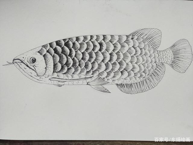 龍魚怎么畫一條魚：龍魚的畫法需要從簡單的草圖開始逐步細化，逐步細化