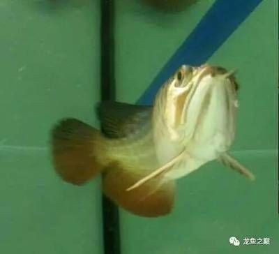 龍魚感染細菌怎么辦？：龍魚感染細菌怎么辦 龍魚感染細菌怎么辦？：龍魚感染細菌怎么辦 龍魚百科 第3張